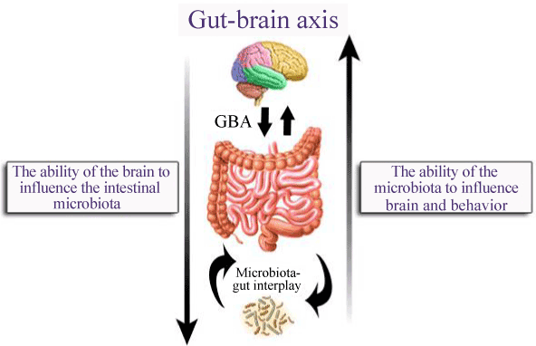 Brain gut axis
